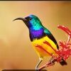 sunbird_sales